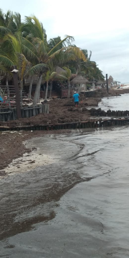 Vientos dejan lleno de sargazo a Holbox
