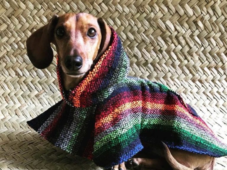 Llegaron los guaguarongos, las nuevas prendas artesanales para perros
