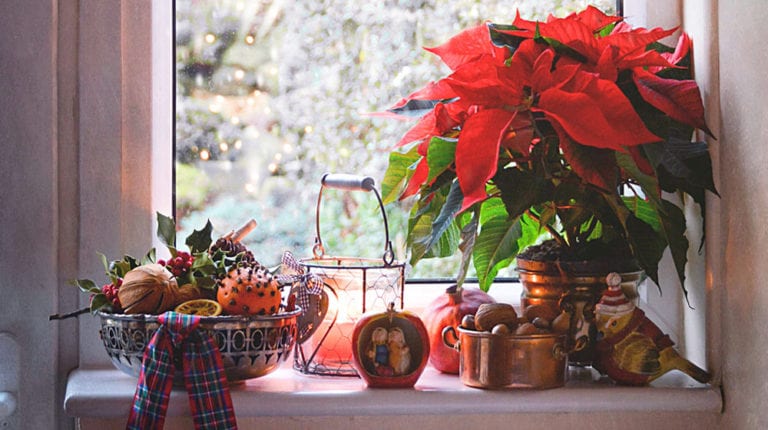 Cómo cuidar tu Nochebuena para que no muera antes de las fiestas decembrinas