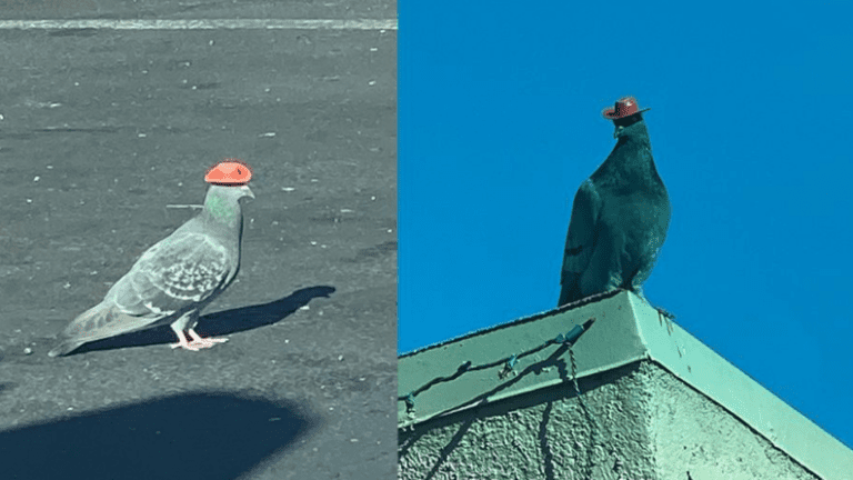 Buscan a responsable por colocar sombreros ‘cowboy’ en palomas de Las Vegas