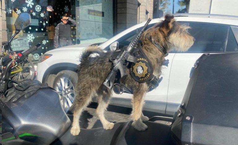 Panadería ‘contrata’ a perrito como guardia de seguridad