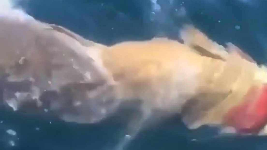 Video: Captan a tiburón blanco luchando por devorar a enorme pez