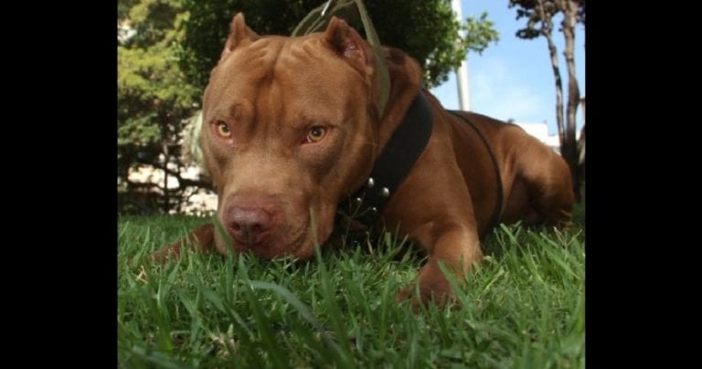 Mujer que mató a su perro de hambre, podría ser condenada a 4 años de prisión