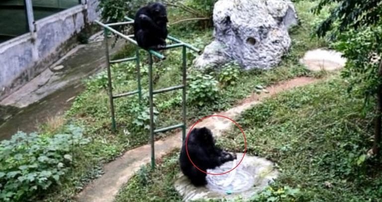 Sorprende chimpancé ‘lavando’ ropa en zoológico