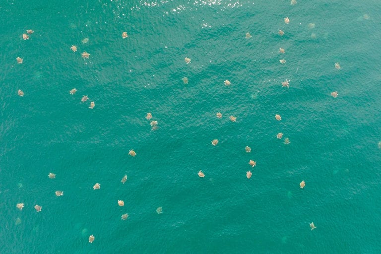 Dron capta grupo masivo de tortugas marinas nunca antes visto