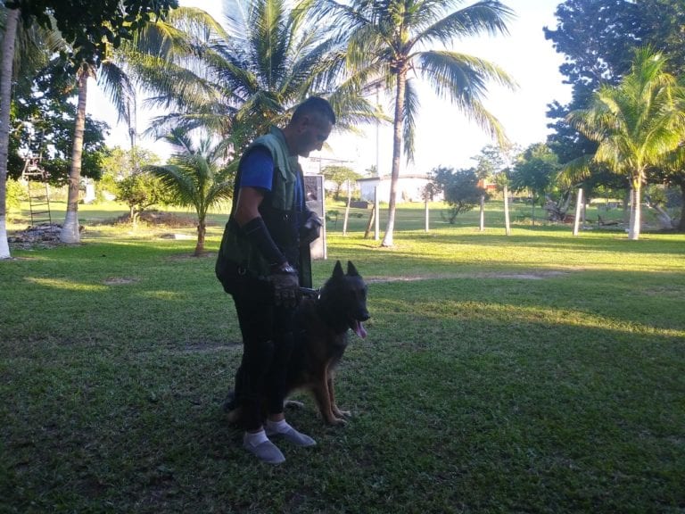 Conoce cómo preparan en Cancún a los perros para defensa personal