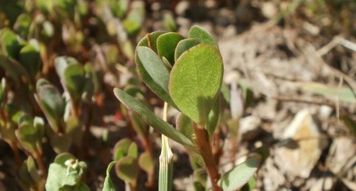 Estos quelites, que han sido alimentos desde la época prehispánica, están en peligro debido a que cada vez menos gente los come en México.