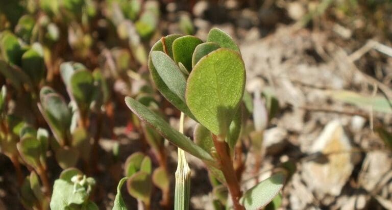 Estos quelites, que han sido alimentos desde la época prehispánica, están en peligro debido a que cada vez menos gente los come en México.