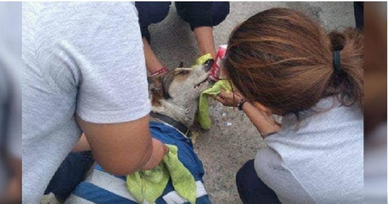 “Firulais”, un perro vigilante fue envenenado en Tamaulipas