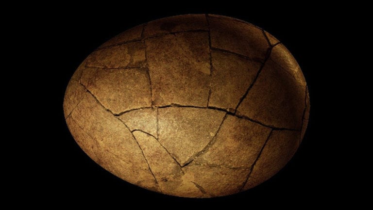 Ruso vende huevo con embrión fosilizado de dinosaurio de hace 65 millones de años
