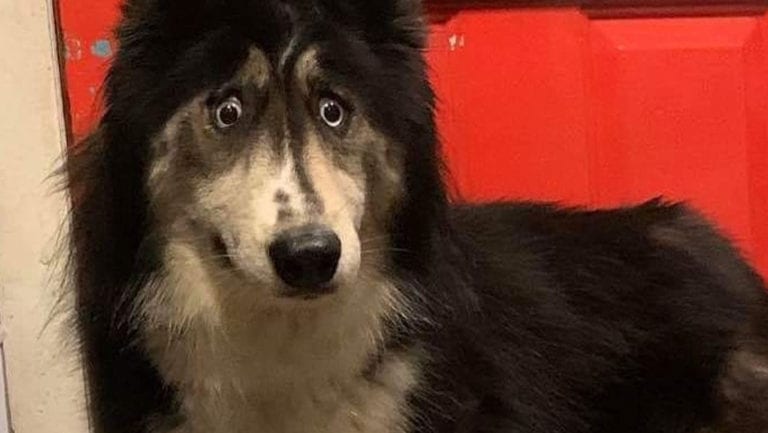 Perrita husky con extraña mirada encuentra familia tras hacerse viral