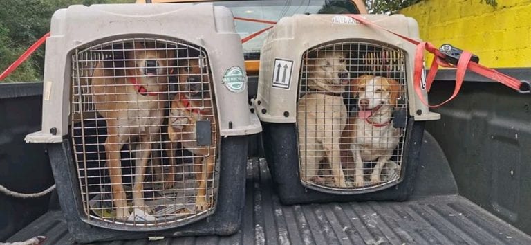 Galería: Perritos de la calle mexicanos son adoptados por familias de Canadá