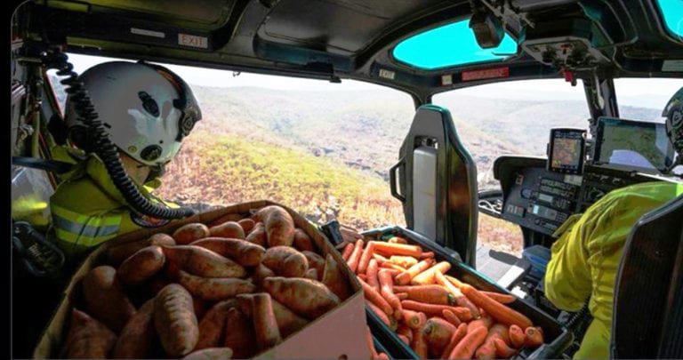 (Video) “Llueven” zanahorias para alimentar a fauna afectada por incendios en Australia
