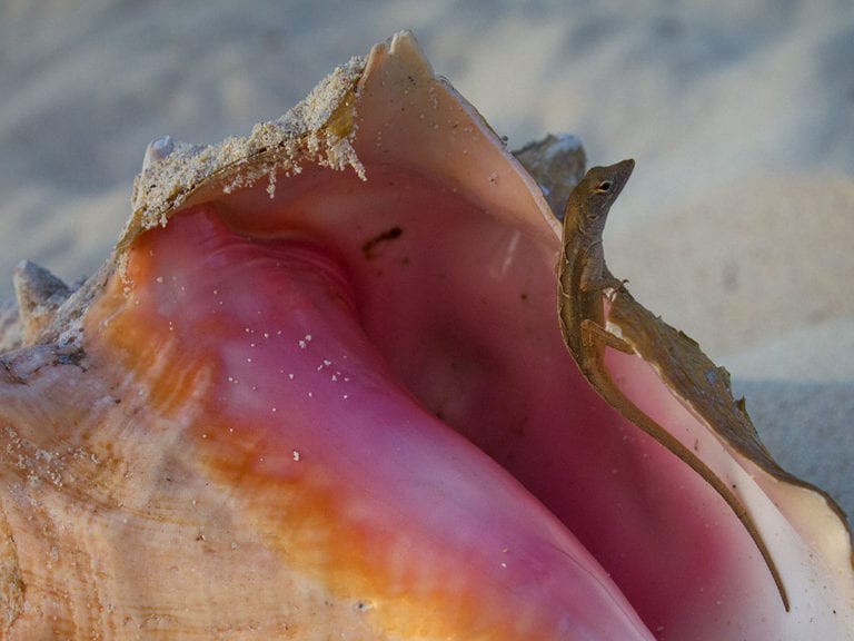 Cooperativistas dejarán de denunciar pesca furtiva por “presiones” en Cozumel