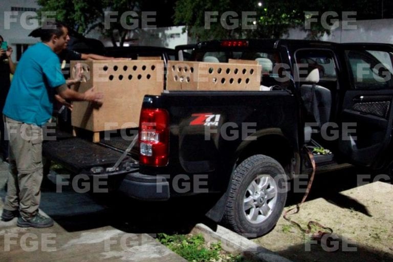 Animales en extinción rescatados de la Quinta Avenida vivirán en santuario en Tulum