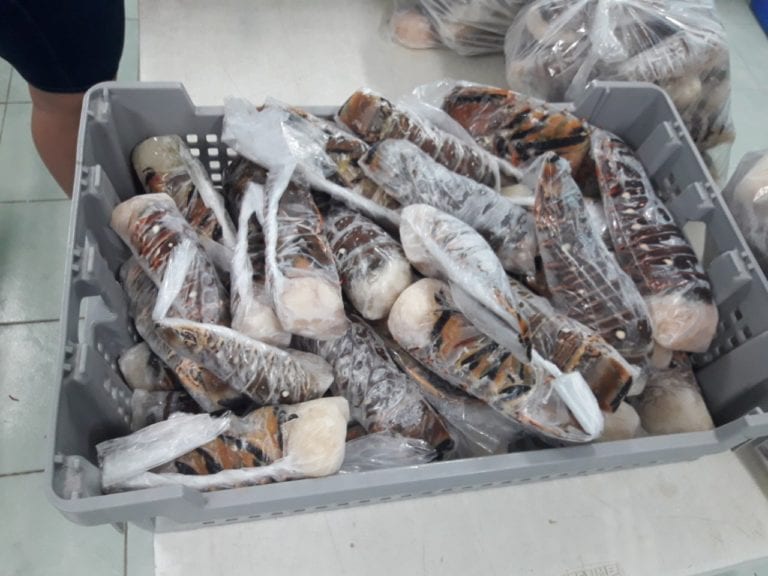 Langosteros de Cozumel han extraído 35 toneladas de su producto 