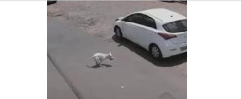 (Video) Perrito discapacitado es abandonado en la calle, dos veces
