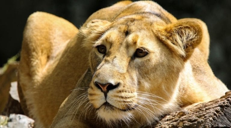 Matan a 10 leones para usar sus órganos en “pócimas mágicas”