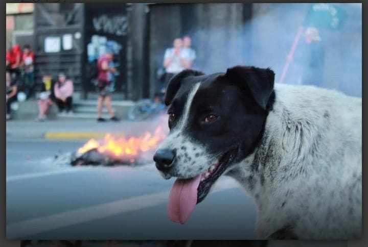 Organizan marcha falsa para llevar a perro al veterinario