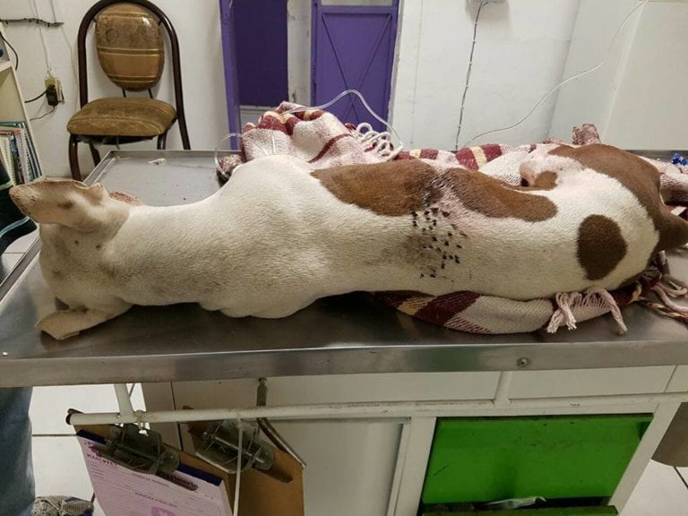 Muere perrita luego de que niños la atacaran con un cuete