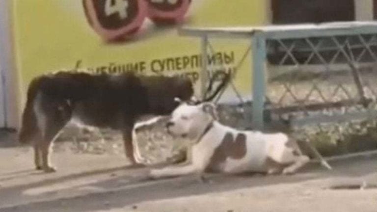 VIDEO: Perrito callejero reacciona así al encontrar un pitbull amarrado a una reja