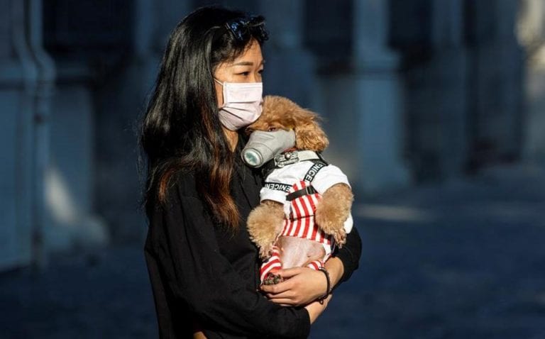 Detectan primero caso de coronavirus en perrito chino