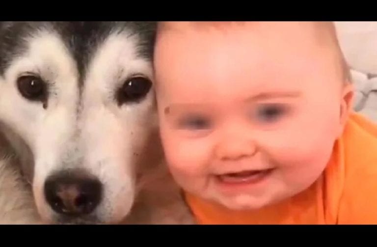 Un bebé y un perro protagonizan el video viral “más bello del mundo”