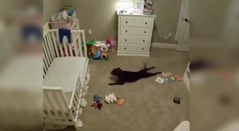 Captan extraño comportamiento del perro en su ausencia con cámaras de seguridad