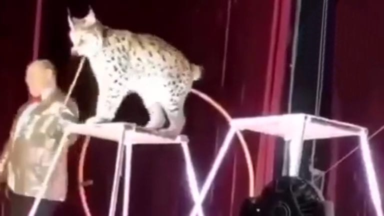 Video: En pleno show un lince ataca a su domador en un circo