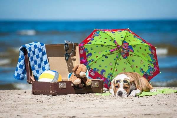 Los 6 mejores destinos pet friendly de México