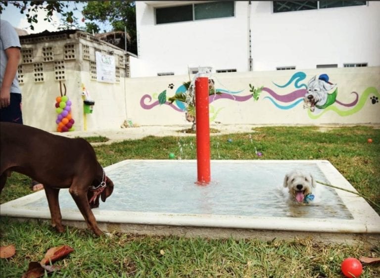 Galería: Inauguran en Chetumal su primer parque para perros