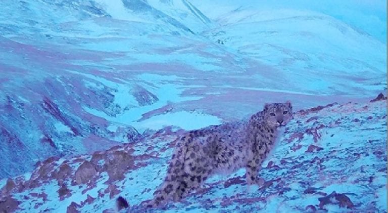 Fotografían a peculiar leopardo de Siberia