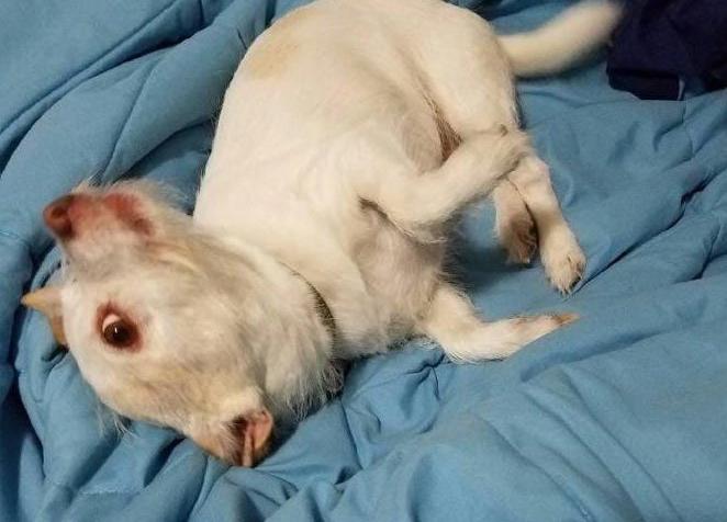 Perro, vaca, cerdo; ¿de qué le ves cara a este animal?