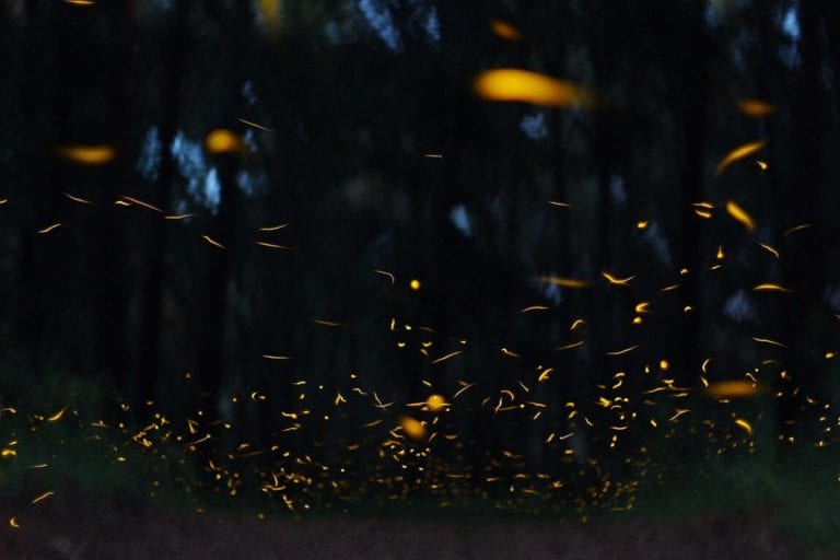 Declaran a las luciérnagas en peligro de extinción