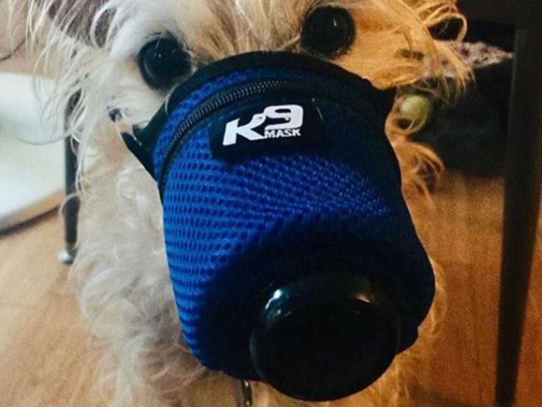 Mira las mascarillas que protegen a las mascotas contra el coronavirus