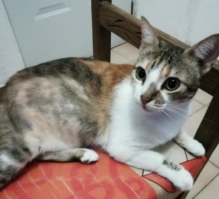 ¡Insólito! Un gato fue contagiado por coronavirus por su dueño en Bélgica