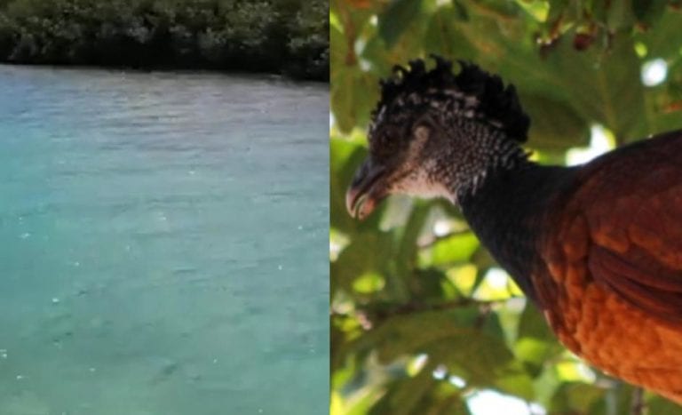 Recupera Quintana Roo parte de su belleza natural por coronavirus