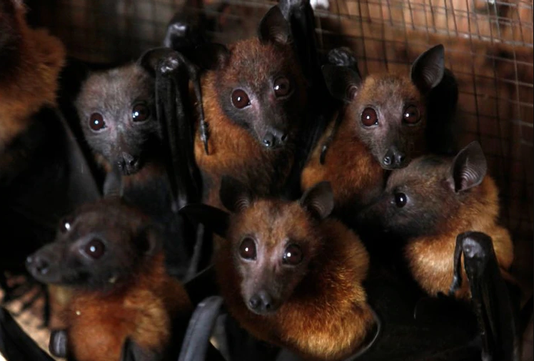 Queman casi a 500 murciélagos por miedo al coronavirus en una aldea de Perú