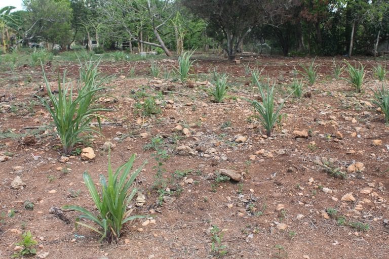 Apoyo federal al campo se redujo en 27% en Quintana Roo