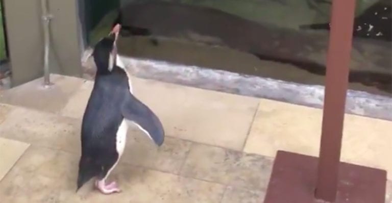 Pingüinos de un acuario cerrado por Covid-19, aprovechan para visitar a otros animales