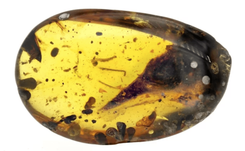 Descubren cráneo del dinosaurio más pequeño del mundo; existió hace 99 millones de años