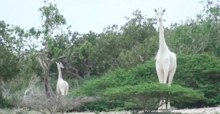 Cazadores asesinan a jirafa blanca y a su cría en Kenia; eran únicas en su especie