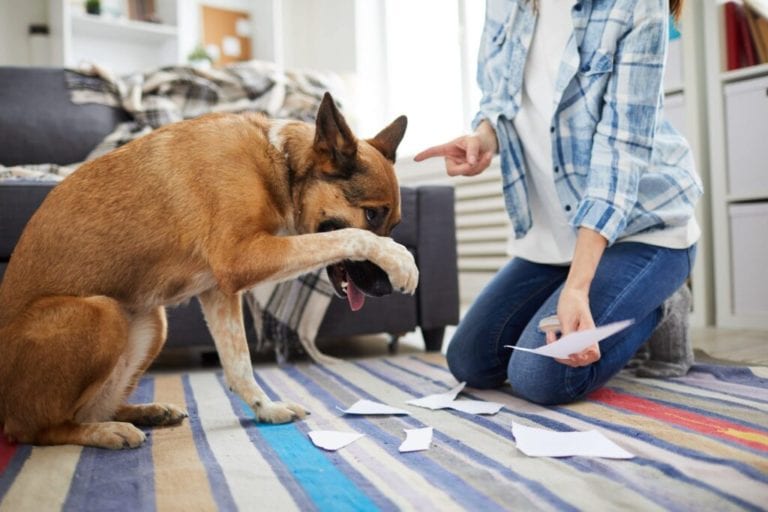 Gritarle a los perros genera daños en su salud mental, revela estudio