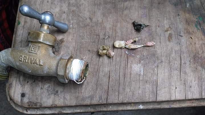 Fotos: Encuentran restos de extraña criatura en la llave de agua