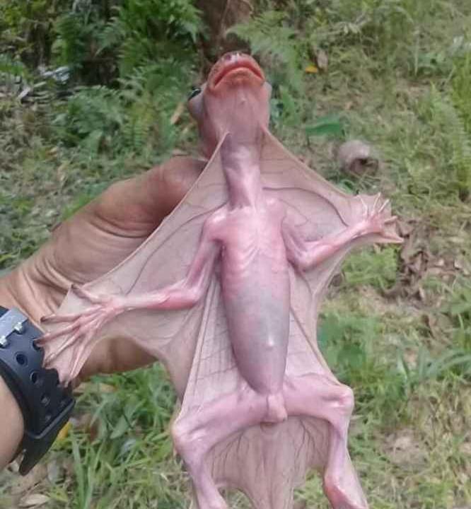 misterioso murciélago