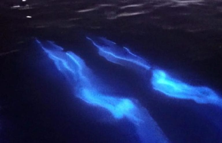 Video: Manada de delfines “brilla” en el agua, tal como en Acapulco