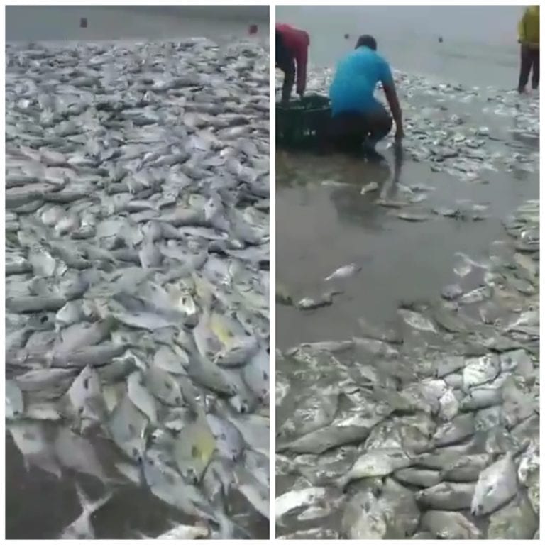 Videos: El mar arroja miles de peces vivos a una playa en Acapulco