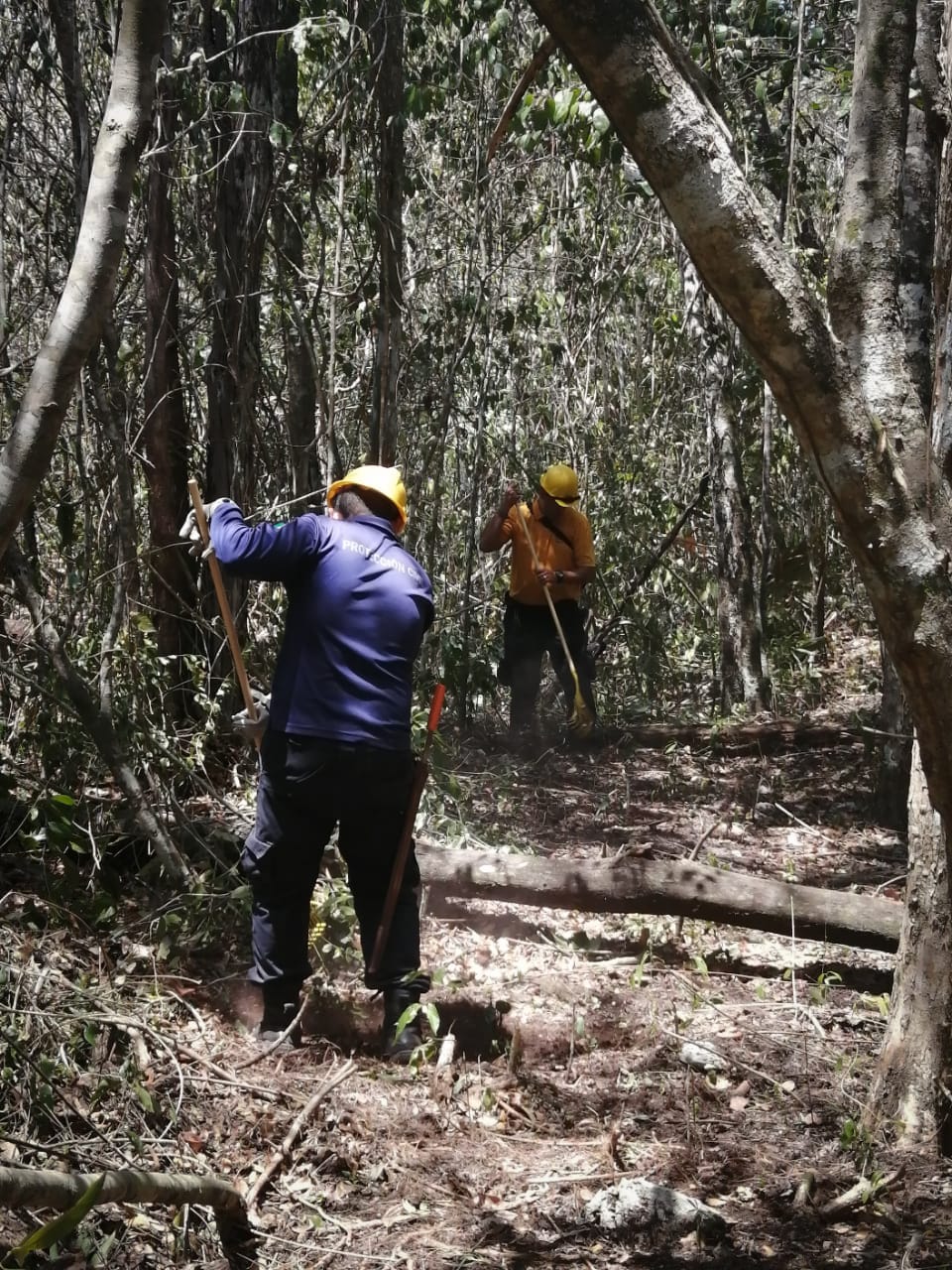 Logran sofocar incendio forestal en Uxuxubí