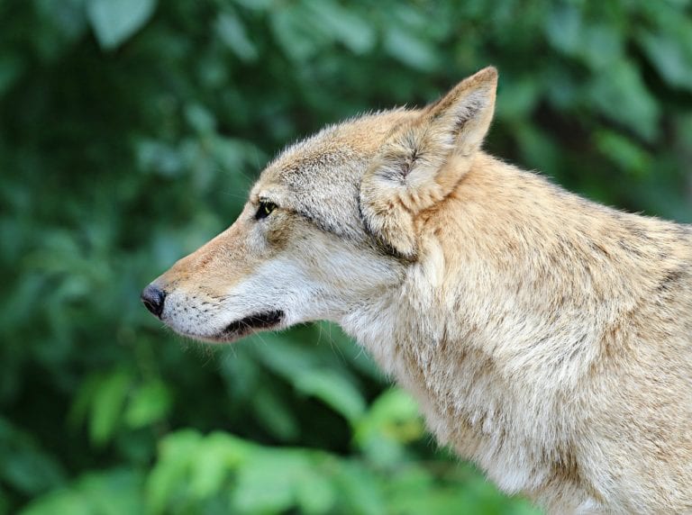 Avistan a lobo en norte de Francia después de un siglo; se le consideraba extinto