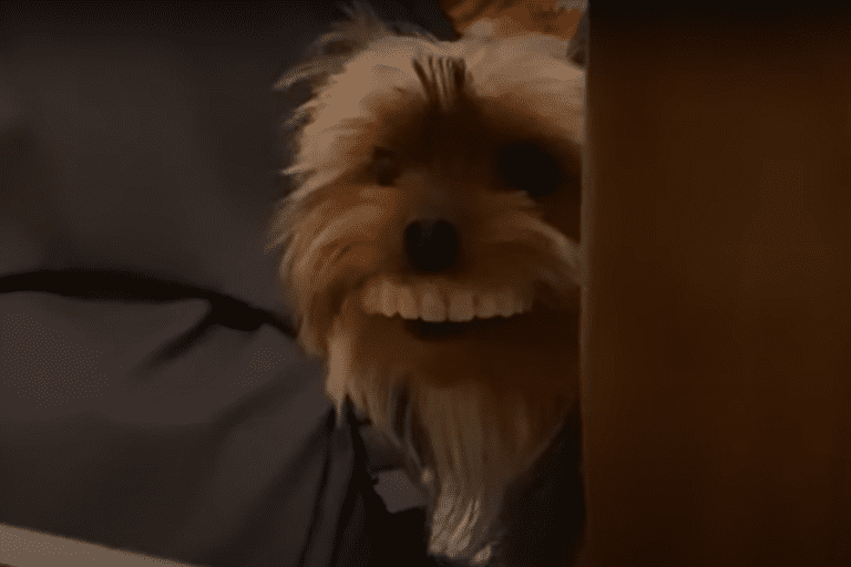 Video: perro roba dentadura y se vuelve la sensación en Internet